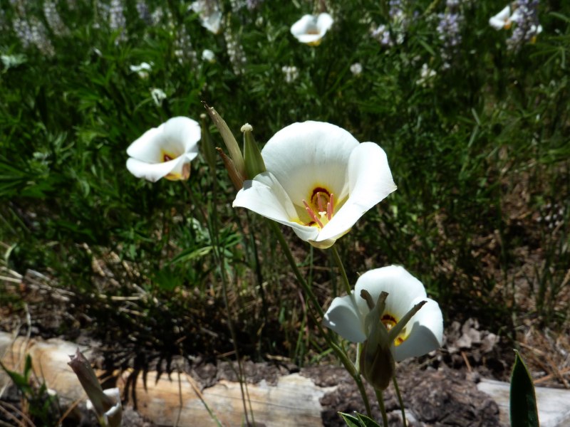 Sego lilies, Kolob terrace area, Zion National Park, Utah